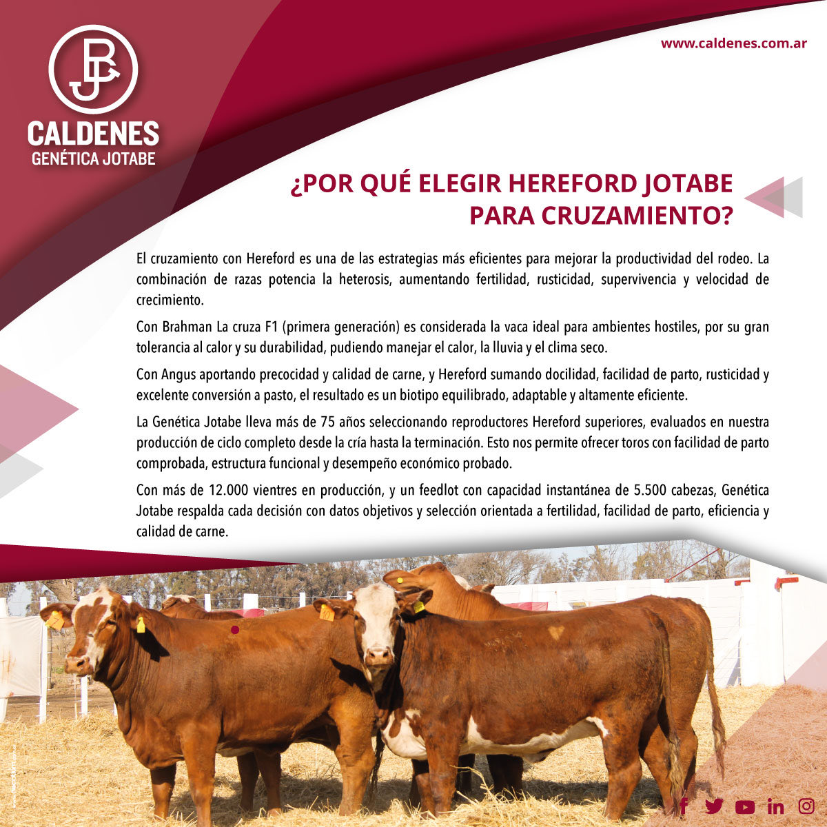🧬Genética Jotabe 🧬
🐂 Cruzamientos que aportan eficiencia, rusticidad y calidad de carne
📆 Remates 2026
• Viernes 4/9 - 77° Remate Anual Genética Jotabe
• Viernes 27/11 - 7° Venta Anual de Vientres de Fin de año de Genética Jotabe 
• Ventas directas TODO el AÑO