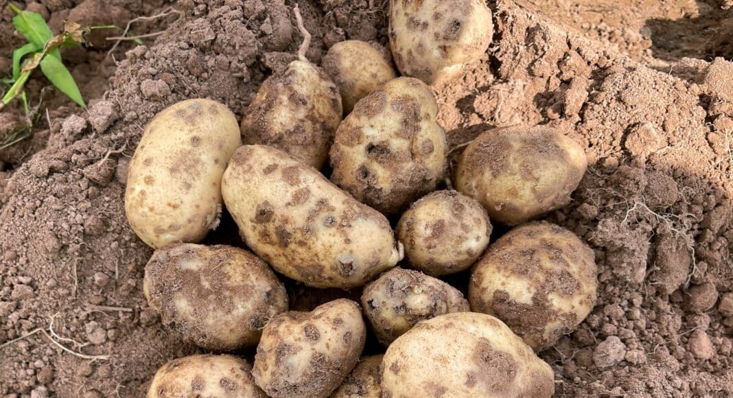 SpudSmartMag's tweet image. Common scab is unpredictable — and costly.

TriCal ws part of a a Spud Smart panel on practical scab management: soil health, variability, moisture timing + targeted tools.

hubs.li/Q03-5Htt0

#Potatoes #CommonScab #SoilHealth #Insiders
