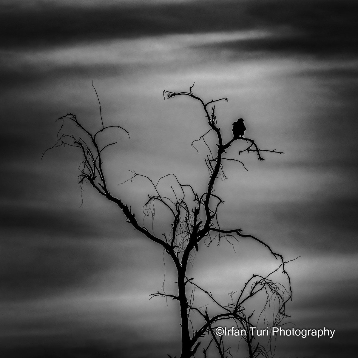 Irfan Turi Photography tweet media
