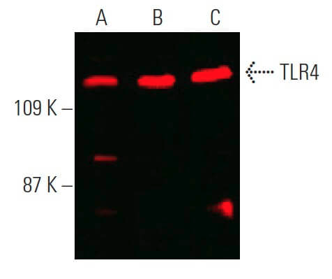 Santa Cruz Biotechnology tweet media