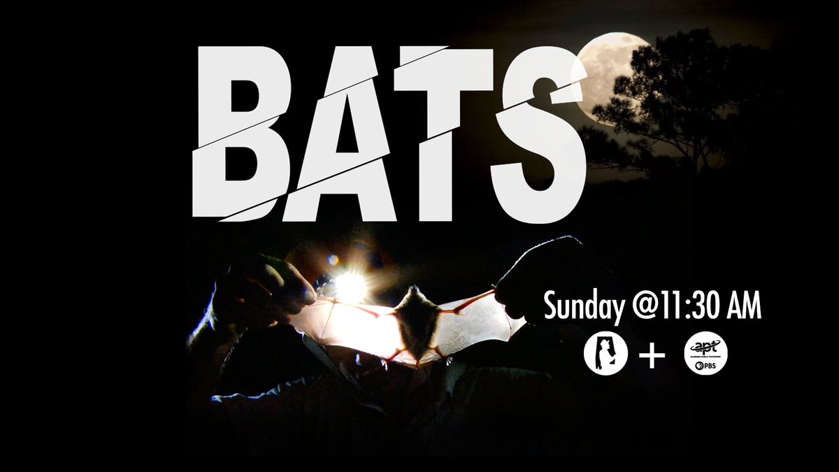 DiscoveringAL's tweet photo. #DiscoveringAlabama follows a team of bat scientists on a research expedition into Alabama’s Bankhead National Forest to study the habits and ecological status of bats.

Watch @APTV on January 11 at 11:30 a.m. https://t.co/V644DLIi1g