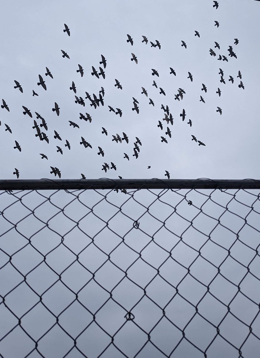 The Islamic Republic has completely cut off the internet in Iran.
These are the last breaths of this corrupt, evil regime.
Wishing strength and safety to all my friends there.
Freedom is close. 🌱