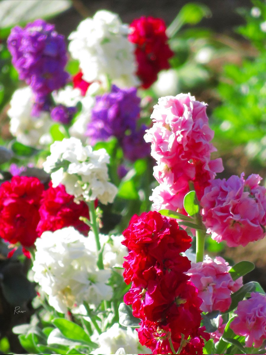 価値観の再確認
-
価値観は年齢と共に変わり
精神に合わせ成熟してゆく

だから価値観を再確認して
自分の人生を見つめ直そう

何を大切にして生きたいか
どんな１年を過ごしたいか

歩むのを諦めるのではなく
最後まで歩み続けるために
-