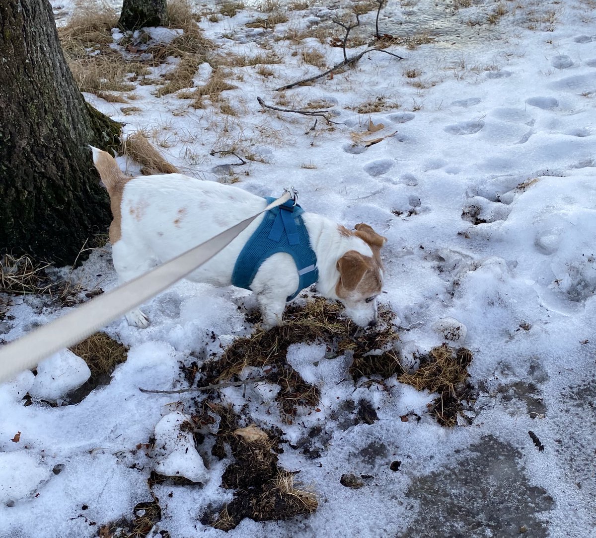 DaisyMaeJack's tweet image. No coat pawtrol! Only squizzers about!🌞🐾♥️ #warmish #ZSHQ #dogsofX