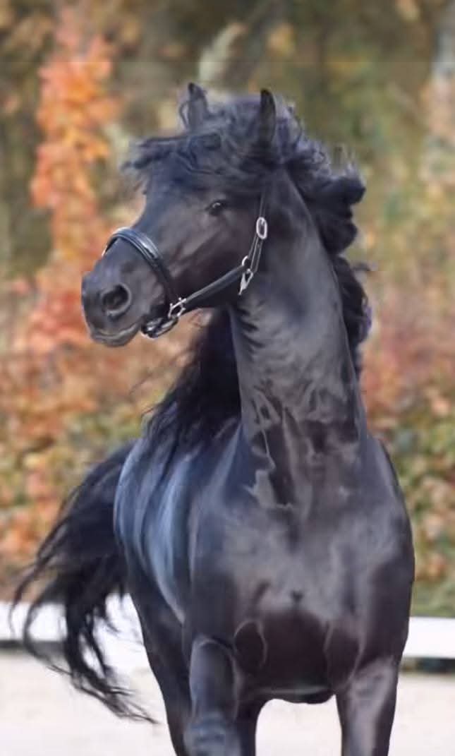 قال رسول الله ﷺ:❤️✨
{ اكثرو من الصلاة ليله الجمعه وفي
 يوم الجمعه فإن صلاتكم معروضه علي }

" من أعظم مطالب الدنيا أن تُكفى همك ومن أعظم مطالب الآخرة أن يُغفر ذنبك وهما مضمونان في كثرة الصلاة على النبي ﷺ "

اكثروا من الصلاه عالنبي ﷺ.❤️✨