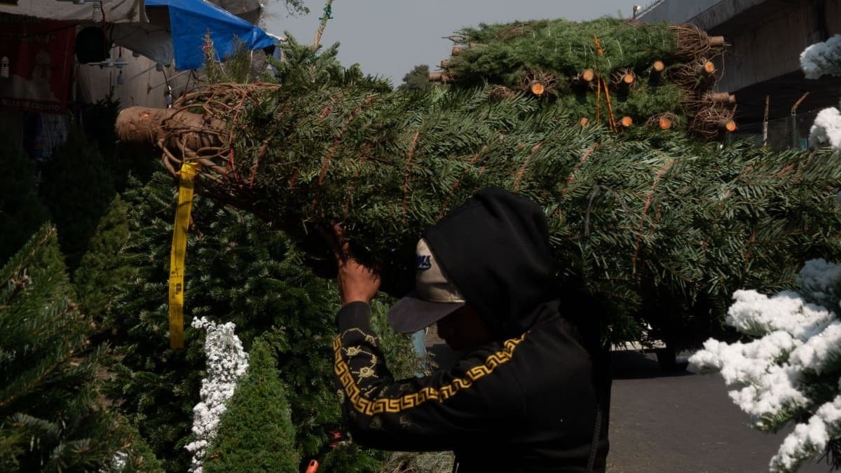 ChilangoCom's tweet image. Si ya quitaste tu árbol de Navidad natural, en la alcaldía Miguel Hidalgo hay seis centros de acopio donde puedes llevarlo para su reciclaje y evitar que termine en la calle. 🌲♻️ bit.ly/4qyuwAA