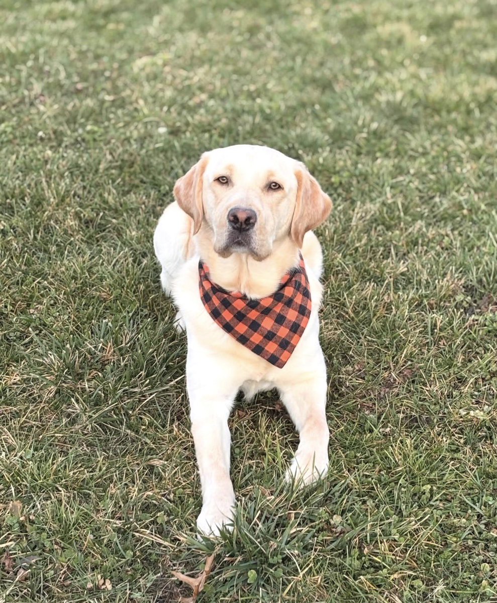 AHSPTO's tweet image. 🐾 Meet Marko, Newest @AndersonRaptors
Marko is joining the AHS family, and you can help make his transition smooth! Check out his Amazon Wishlist and support him as he settles in: amazon.com/hz/wishlist/ls…
Learn more about Marko here: canva.com/design/DAG7O1F…