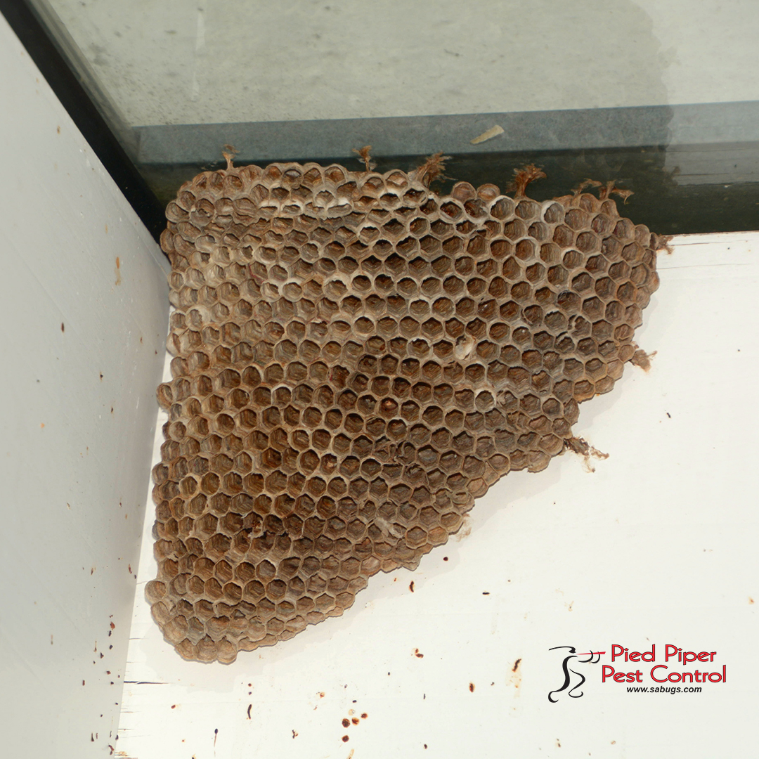 Have you noticed bees or beehives on your property? We can get rid of them for you, and then we can work with you to prevent future invasions.

Call us today. We offer free inspections and estimates. 📞 (210) 702-2060.

monkeylink.co/24bf69
#SABugs #BeeRemoval #BeeInfestation