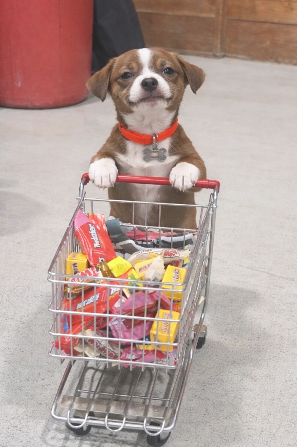 TweeetsOfDogs's tweet image. Who gave him the credit card? 😅😊🤎