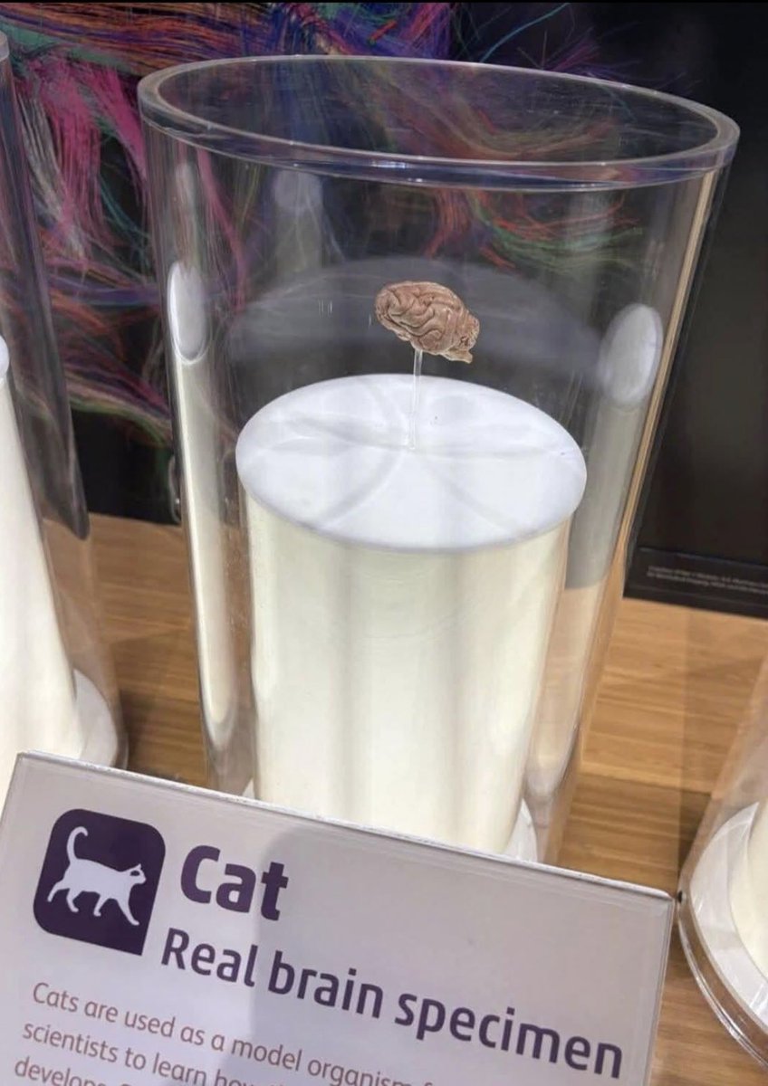 esse é o tamanho do cérebro do seu gatinho cheio de amor e 1 neurônio só