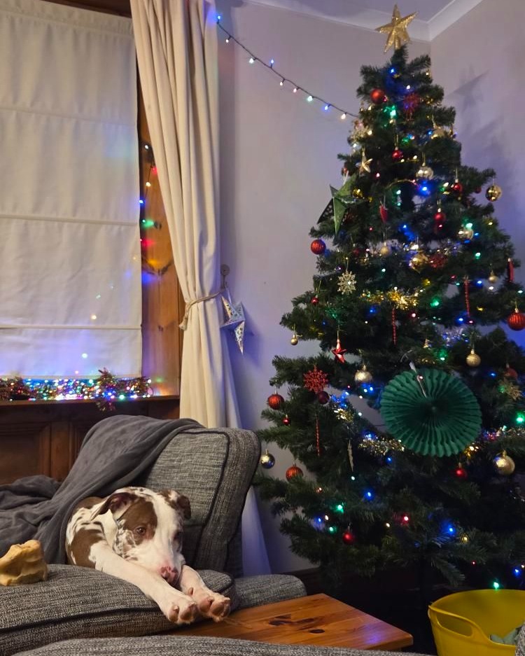 DT_Darlington's tweet image. It's been just over a year since Kobi was adopted, and found his happy place 💛

We love to see and hear how our dogs are enjoying and thriving in their new homes! 

@DogsTrust 
#HappyPlace #Adopted #ThrowbackThursday #BestNews