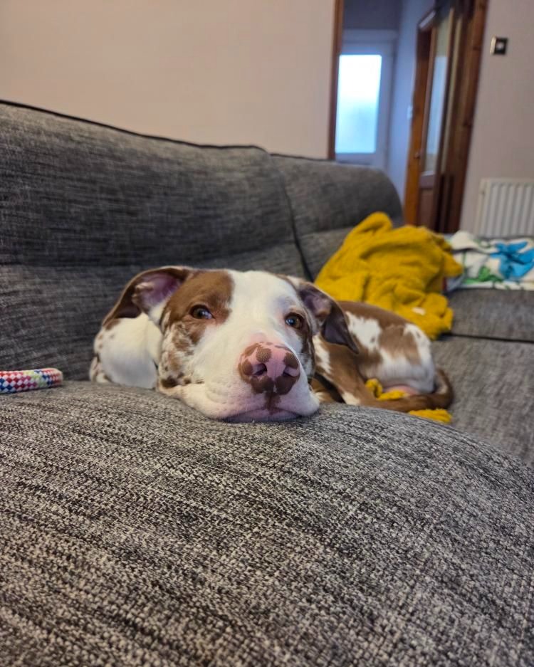 DT_Darlington's tweet image. It's been just over a year since Kobi was adopted, and found his happy place 💛

We love to see and hear how our dogs are enjoying and thriving in their new homes! 

@DogsTrust 
#HappyPlace #Adopted #ThrowbackThursday #BestNews