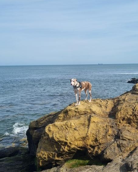 DT_Darlington's tweet image. It's been just over a year since Kobi was adopted, and found his happy place 💛

We love to see and hear how our dogs are enjoying and thriving in their new homes! 

@DogsTrust 
#HappyPlace #Adopted #ThrowbackThursday #BestNews