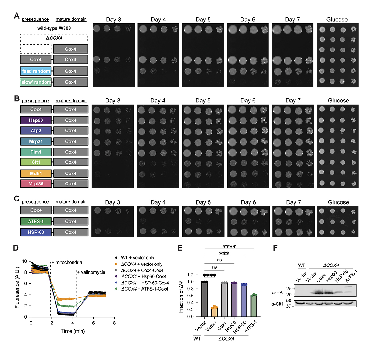 JCellBiol's tweet image. Youmian Yan, @IanofBristol, @nieminm et al. define quantitative parameters underlying the strength of mitochondrial-targeting presequences, and demonstrate that yeast require strong presequences to facilitate select metabolic pathways in #mitochondria. hubs.la/Q03-1x5l0
