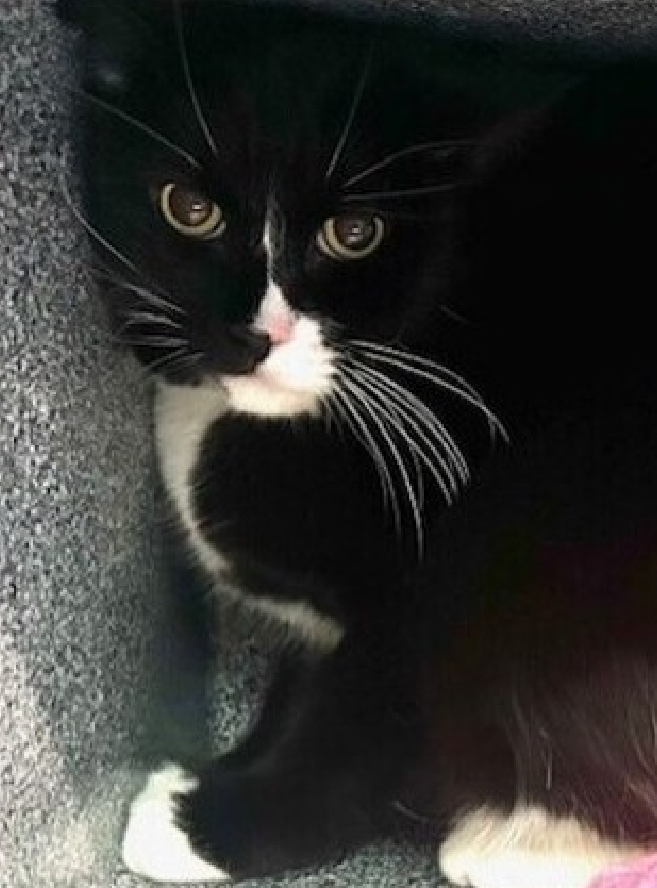 JLthekid9999's tweet image. 🆘🆘 NEDA (ID 241738), 5 YO,  FEMALE–  IN QUEENS ACC - came into the shelter as an    🆘🆘 😿 😿 😿 😿

➡️TBD 01/10/26

➡️ NEW HOPE PARTNER RESCUE ONLY

➡️ TOO LOW ON PLEDGES TO STIMULATE RESCUE INTEREST

➡️ 🆘🆘  3RD Chance on Emergency Placement List – NO ROOM IN SHELTER – WILL