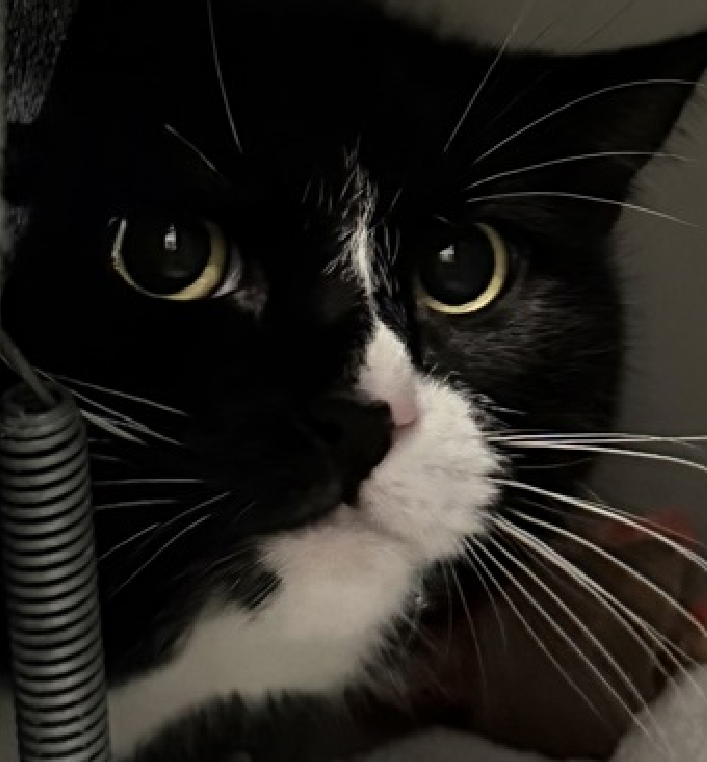 JLthekid9999's tweet image. 🆘🆘 NEDA (ID 241738), 5 YO,  FEMALE–  IN QUEENS ACC - came into the shelter as an    🆘🆘 😿 😿 😿 😿

➡️TBD 01/10/26

➡️ NEW HOPE PARTNER RESCUE ONLY

➡️ TOO LOW ON PLEDGES TO STIMULATE RESCUE INTEREST

➡️ 🆘🆘  3RD Chance on Emergency Placement List – NO ROOM IN SHELTER – WILL