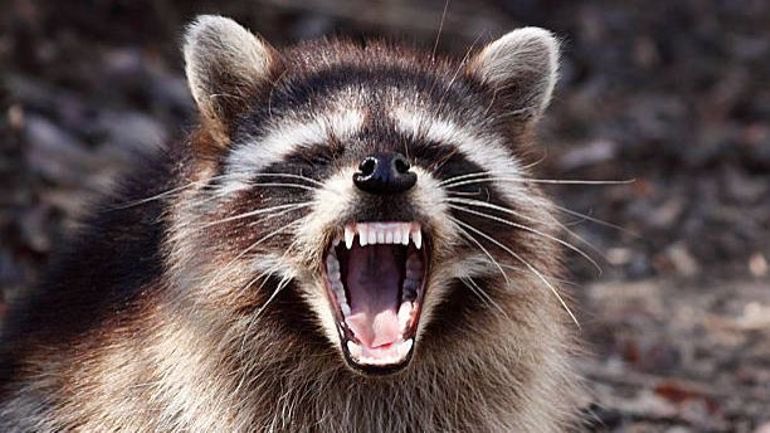 Raccoon in Peace tweet media