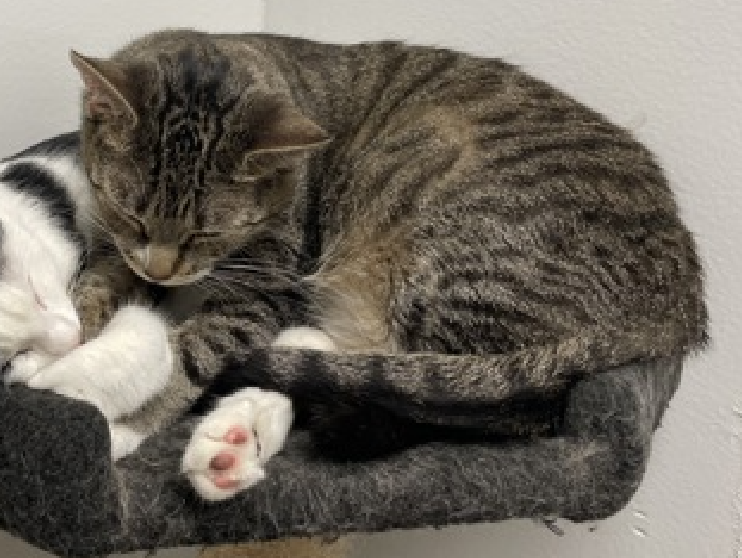 JLthekid9999's tweet image. 🆘🆘 FURBY (ID 241615), 5 YO, FEMALE –  IN STATEN ISLAND ACC - came into the shelter as an  owner surrender on 12/21/2025, with the surrender reason stated as person circumstance- moving - no pets allowed.    🆘🆘 😿 😿 😿 😿

➡️TBD 01/10/26

➡️ NEW HOPE PARTNER RESCUE ONLY

➡️