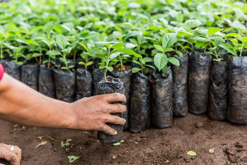 Pigdgreen's tweet image. Word of the Week - REFORESTATION 

Reforestation means replanting trees where forests were destroyed.

Reforestation isn’t just planting trees.
It’s restoring life, protecting the future, and rebuilding ecosystems.

#Reforestation #PIGD #ClimateAction