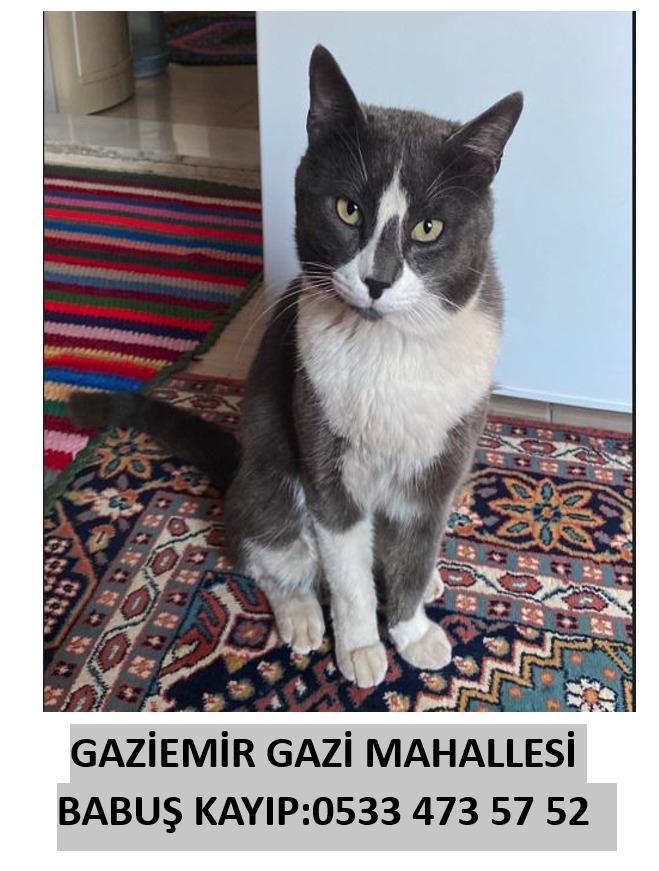 Selamlar 
Babuş 6 yaşında,3hafta önce Gaziemir Gazi Mahallesi Hasan Kara parkı civarı kayboldu
Lütfen herhangi bir bilgisi olan irtibat kurarsa müteşekkir oluruz..