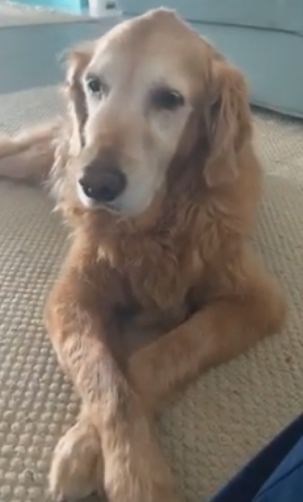 GoldenRatioOTD's tweet image. 8/1/20 On this day: Fancy Jasmine ✨