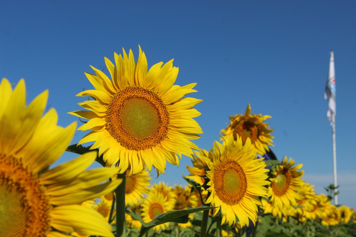 El evento se destacó por la gran vinculción público-privada, entre los temas vistos se encuentran:
✅ Recursos genéticos
✅ Manejo de plagas y enfermedades
✅ Fertilización y bioinsumos
✅ Inteligencia artificial y fenotipado
✅ Perspectivas económicas y de mercados