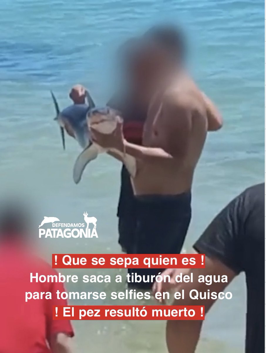 ¡Indignante y deplorable lo ocurrido en playa El Quisco! 

Un veraneante irresponsables sacó un tiburón del mar para tratarlo como trofeo, posando con él para fotos como si fuera un objeto. 

El animal, vulnerable y parte esencial del ecosistema marino, terminó muerto por asfixia