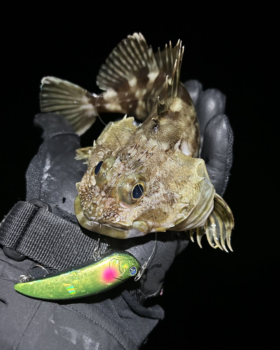 RenZouru98038's tweet image. #エビコン60s
プラグを指一本で撫でる様な(・ω・｀)違和感
コレがバイト
気付いたらボトムから30cm浮かすイメージでホバリングロングステイ…クッ！
ワームでは不可能
猛烈な苦しさの中、魚を掛けれたのはエビコン60sだった
真冬真夜中厳冬期最強プラグ
このプラグ、ワーム超えてる…