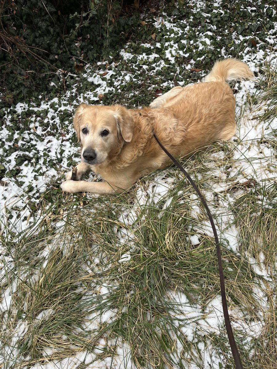 Transbaerchen's tweet image. Schnee 🥰