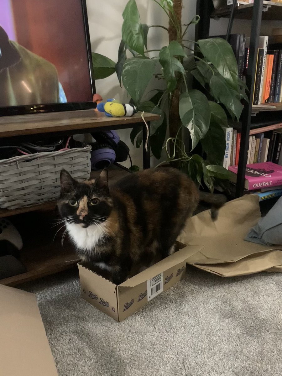 turtle the cat 🐢 tweet media