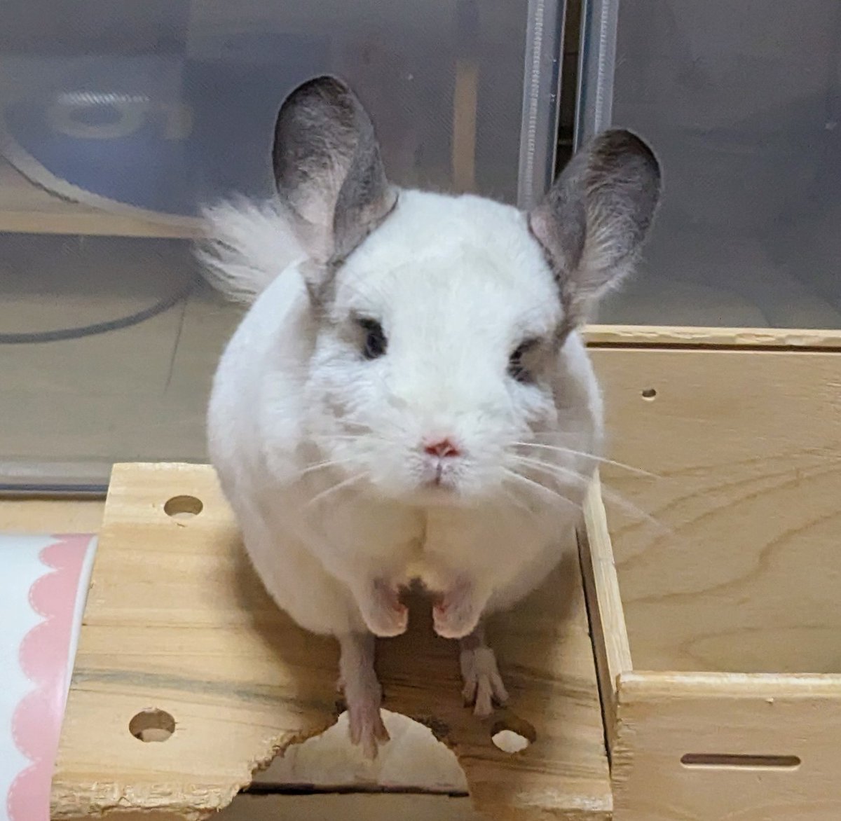 The チンチラ🐭🩷