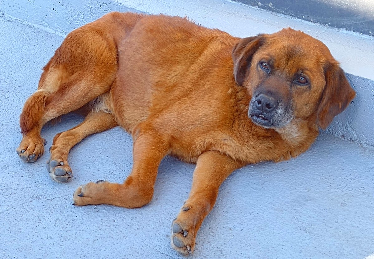 Este(a) perrito(a) llegó a la gasolinera Aramco de calle Los Carrera esquina Aníbal Pinto en Quilpué. Está asustado(a) y corre mucho peligro pues los perros del sector no son muy amigables. Favor RT por si su familia lo(a) está buscando u otra desea darle un hogar!
#Quilpue