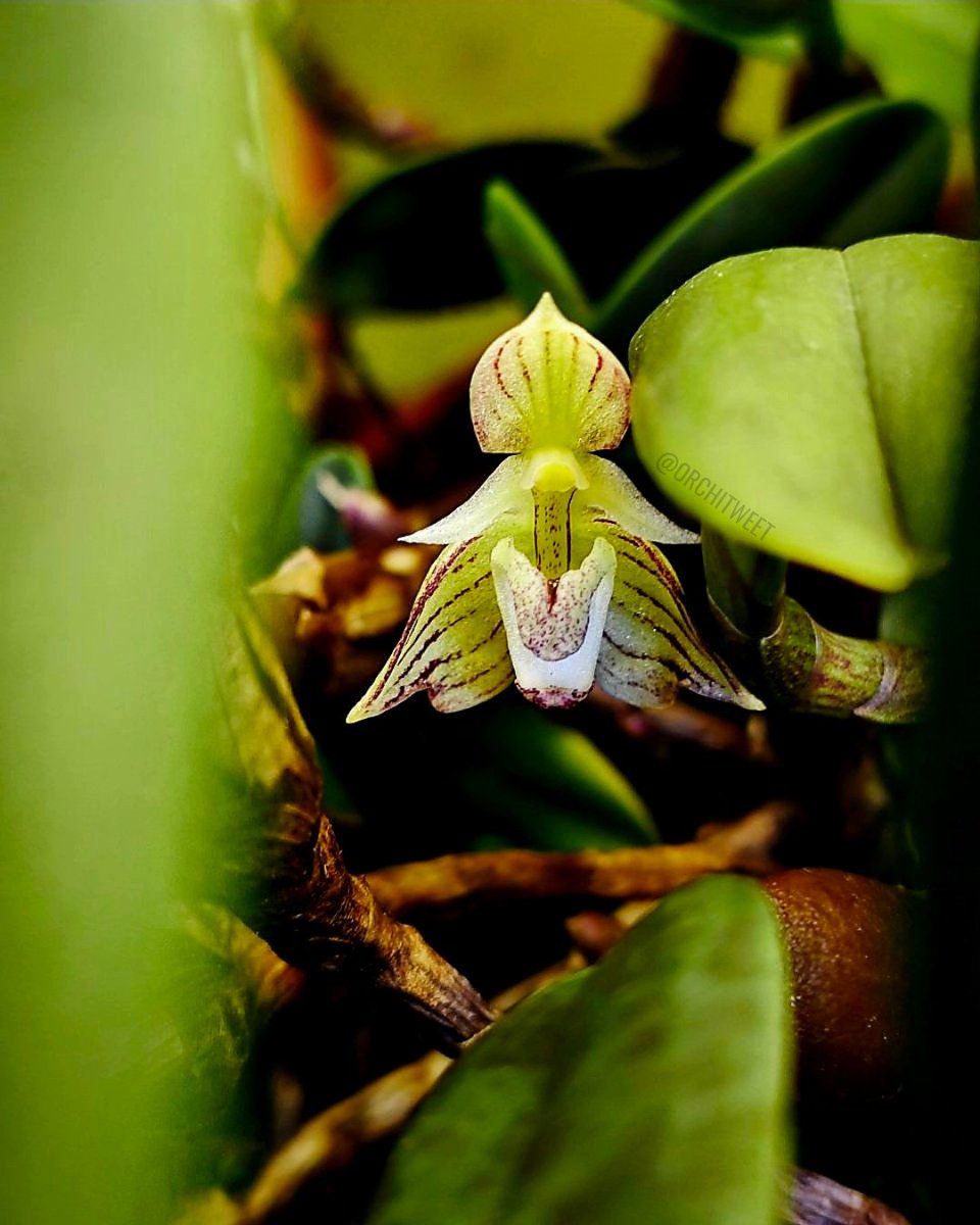 Orchidofilia tweet media