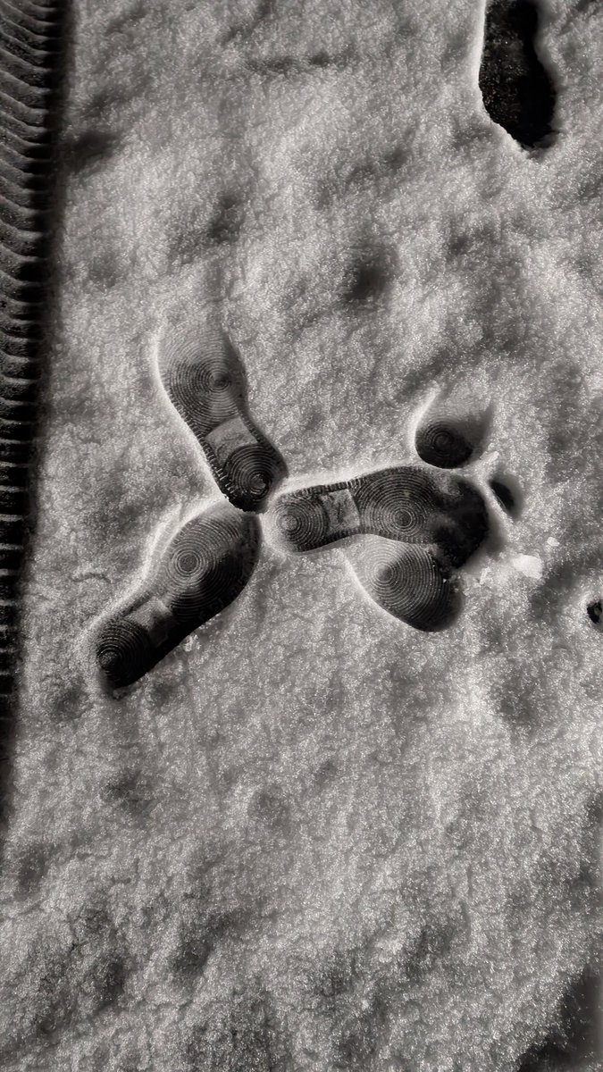 Yotohi 🦈 tweet media