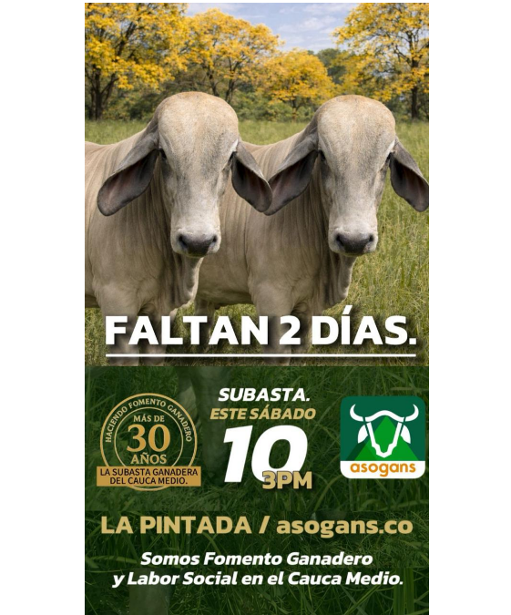 LocalPintada's tweet image. La invitación es para este sábado 10 de enero, subasta mixta comercial en la pintada Antioquia.
#Construyendoganadería @Fedegan @jflafaurie @PL_TAME @puerto_pl