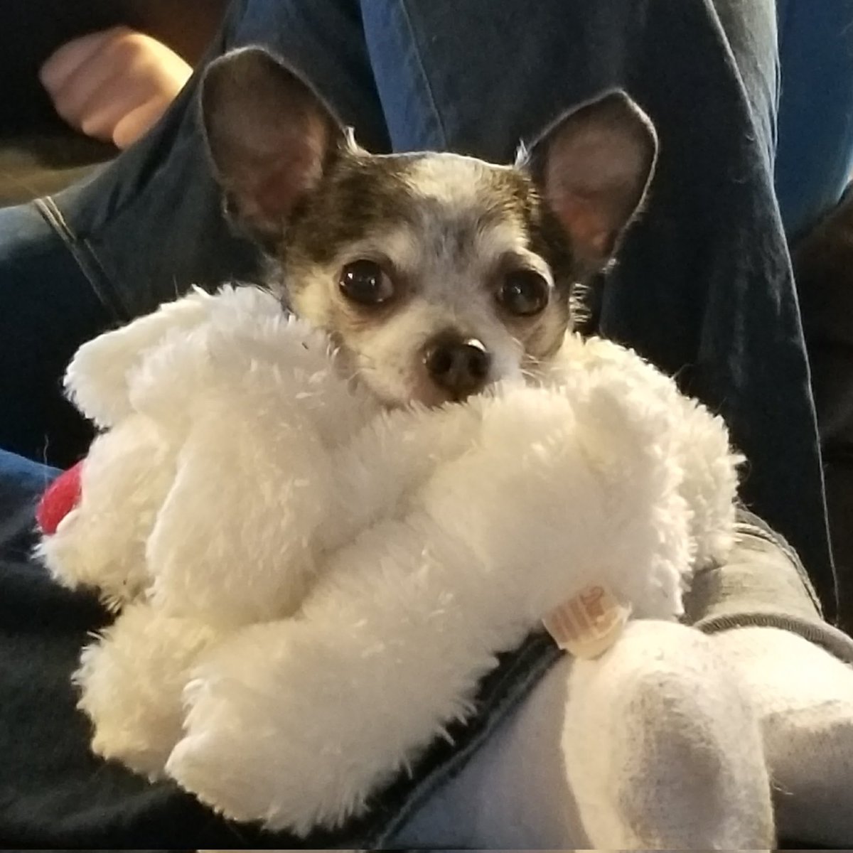 paco5775's tweet image. Daily Reo🌈 All fluffy and warm 🤗 #dogsoftwitter #missyouReo