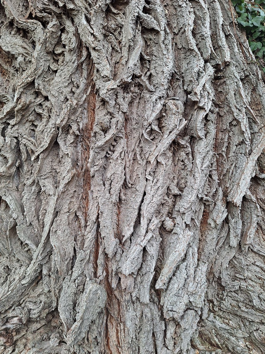 #TreeClub
The Artist, the Art