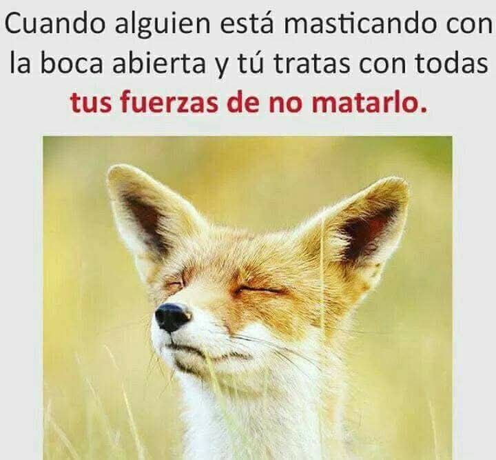 🍃 Carmurris 🐾 tweet media