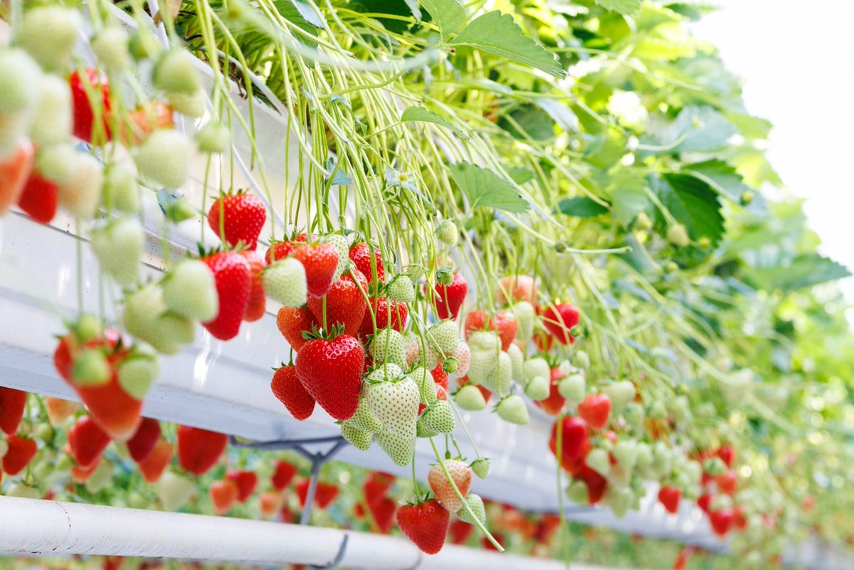 RossouwJD's tweet photo. Weโve just launched Baya Solara, our first commercial strawberry variety from the De Ruiter portfolio - bred for productivity, disease resistance and consistent fruit quality for growers.
Find out more here - https://t.co/E4U9uJdQue
#TeamBayer #HealthForAll #HungerForNone https://t.co/bijRhPGLJO