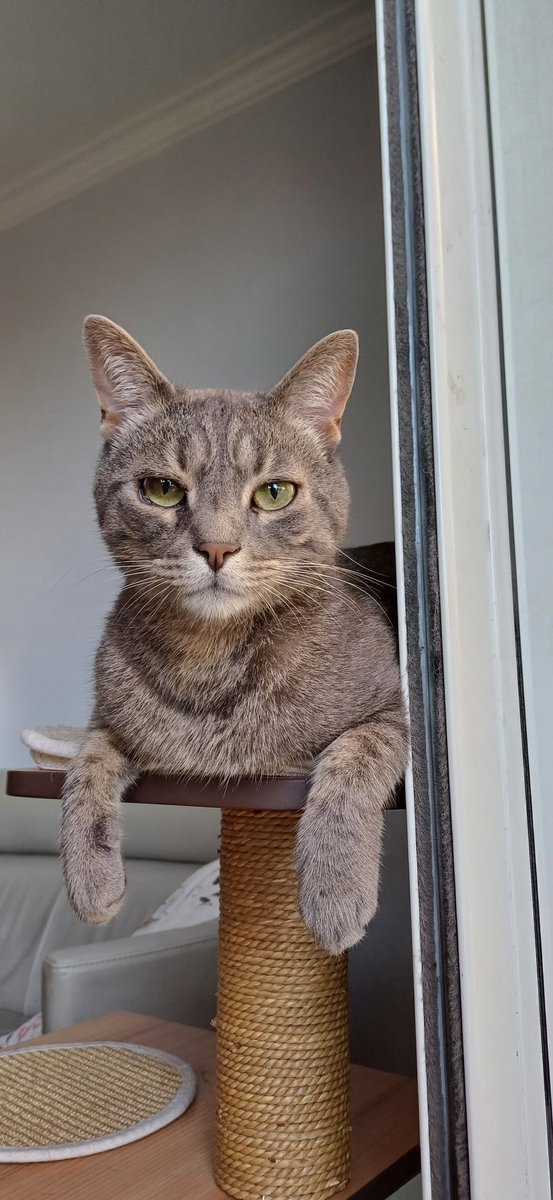 Pascale Boulet tweet media