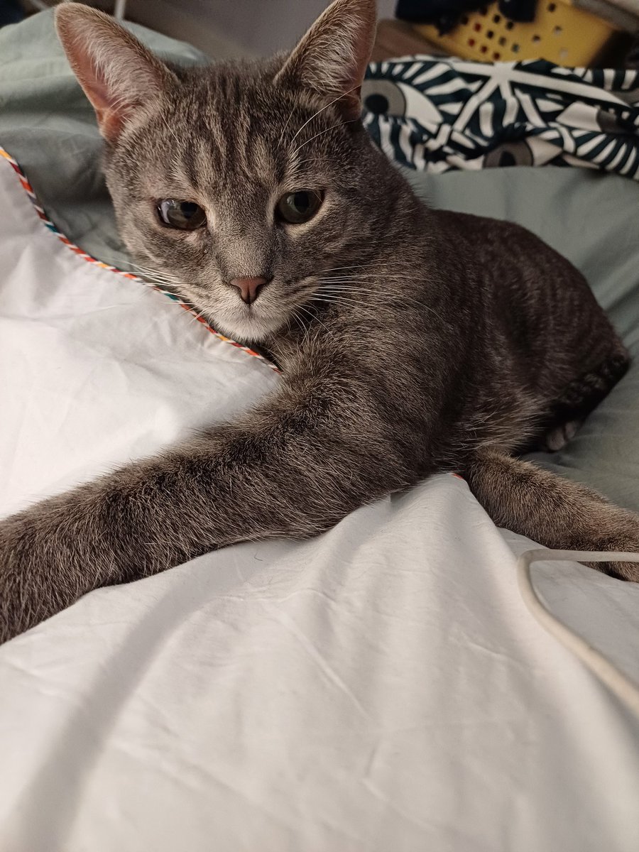 Pascale Boulet tweet media