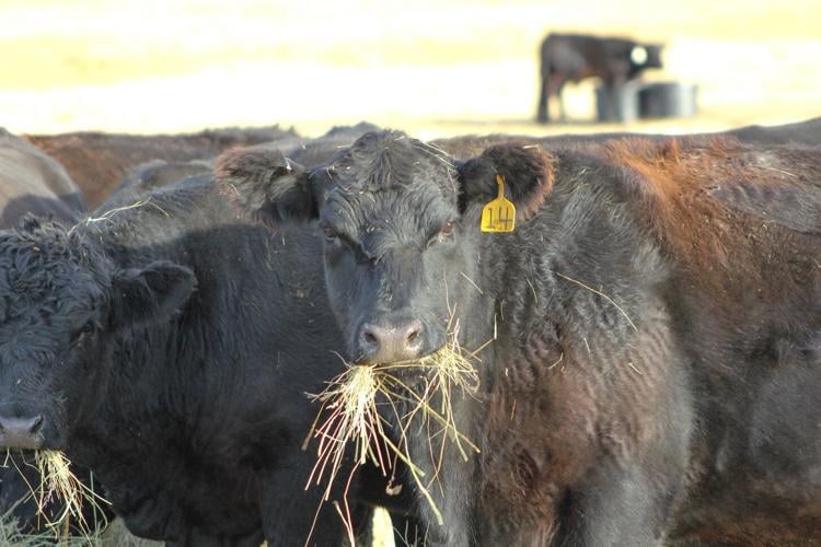 feedlotmagazine's tweet image. #Cows limit-fed #corn consumed 52-58% less feed on a #dry #matter #basis and at a 40-49% reduced feed cost. Corn has more than 2x the #energy content and supplies a greater amount of energy/$.

feedlotmagazine.com/news/cow_calf_…