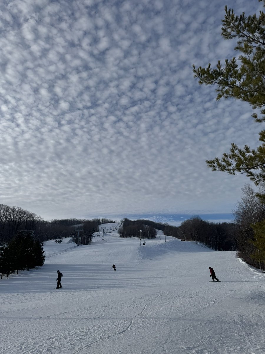 Blue bird day 🐦☀️