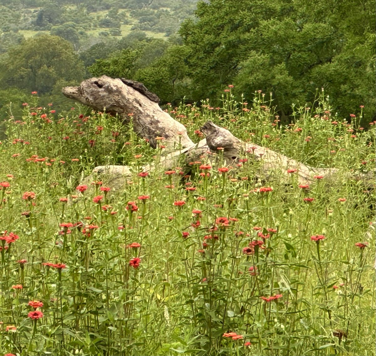 Kate Groch tweet media