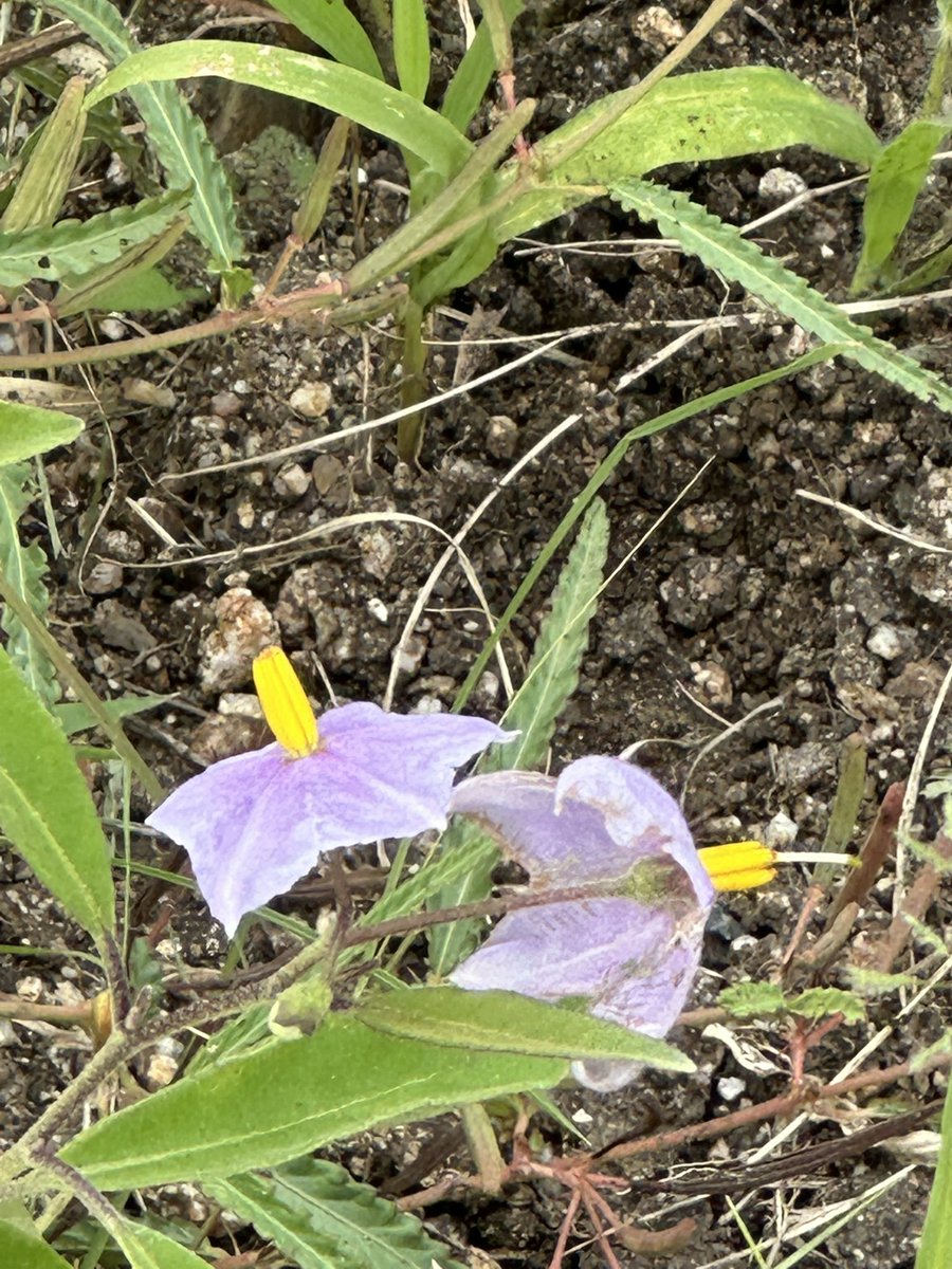 Kate Groch tweet media