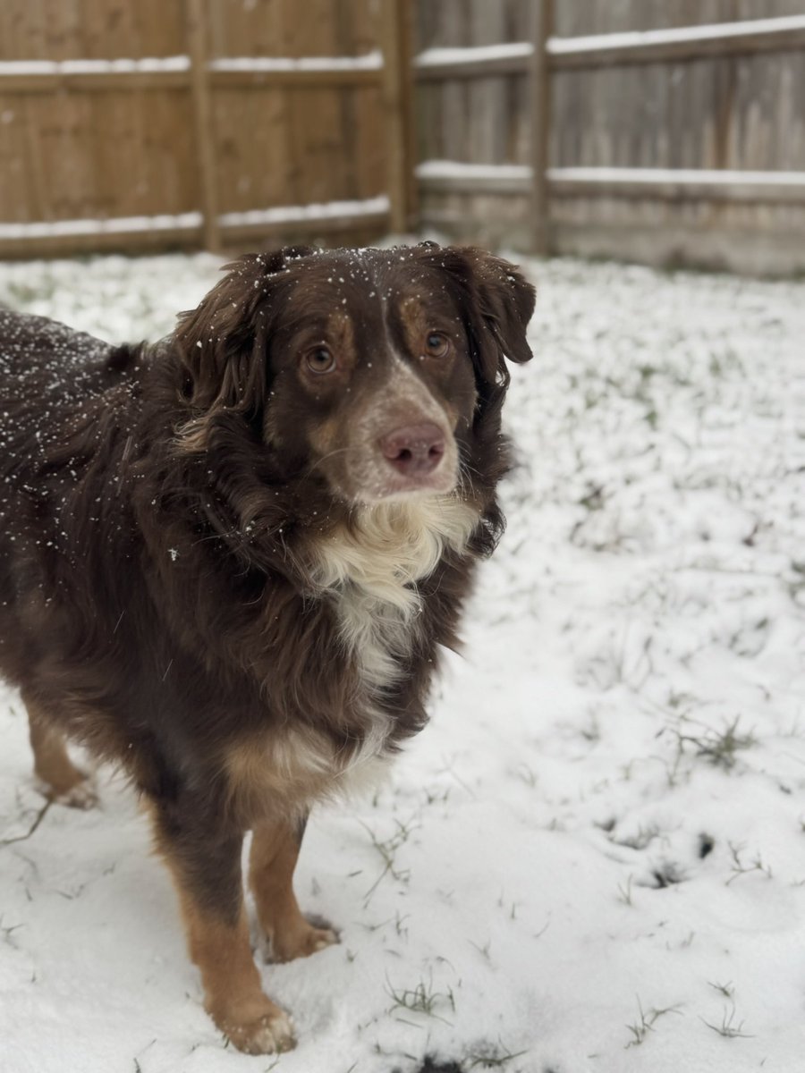 forestofdoubt's tweet image. I just realized me and my dog are gonna be a same age on the 31st 🥺