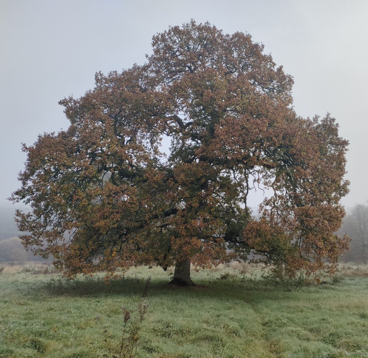 Tree_Folklore's tweet image. Perun was the Slavic God of Thunder, Storms and Justice and the Oak tree was sacred to him ⚡⚖️ 

Ancient people saw how these great trees, with their height and high water content, were often struck by lightning and it was clear to them that Perun loved the Oak 🌳⛈️

For these…