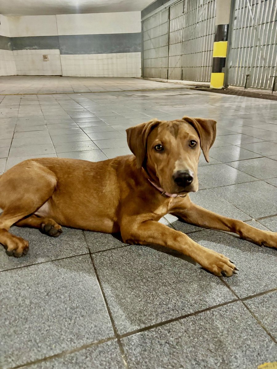 Buenas tardes . Esta perrita fue encontrada por los próceres, exactamente por los monolitos que dan a fuerte tiuna el 5 de enero muy asustada. No se sabe si está extraviada o fue abandonada. El señor que la consiguió la llevó al veterinario y está muy sana, tiene menos de un año