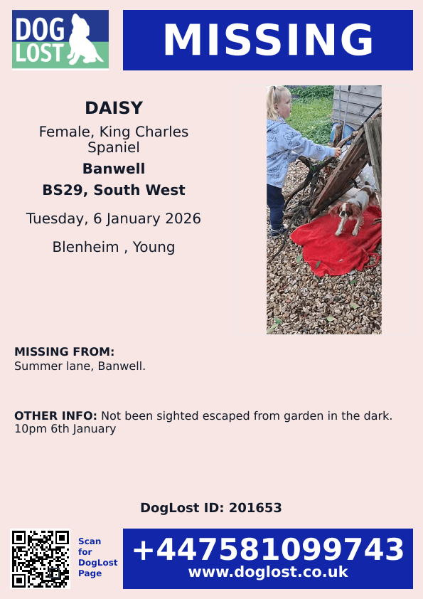 🆘6 JAN 2026 #Lost Daisy #ScanMe
YOUNG King Charles Spaniel Female #PUPPY
1 eye is blind / blue coloured 
Summer Lane #Banwell #Bristol #BS29 doglost.co.uk/dog/201653
