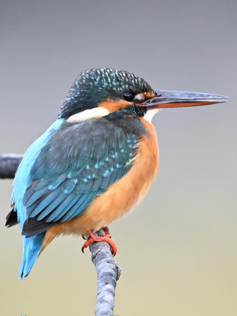 おやすみなさい🌃✨ #カワセミ #野鳥 #野鳥観察